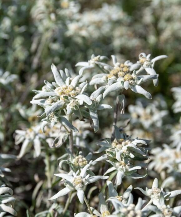 Alpine haze hemp flower
