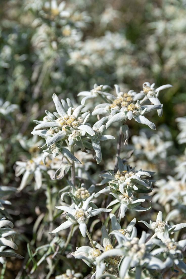 Alpine haze hemp flower